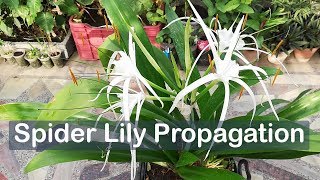 Spider Lily Propagation by Dividing  Hymenocallis [upl. by Wachter]