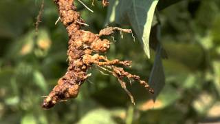 Diagnosing Nematode Damage in the Field [upl. by Jeffry382]