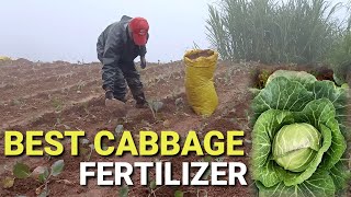 A Complete Guide To Growing Cabbage In Containers amp Raised Beds [upl. by Yatnahc]