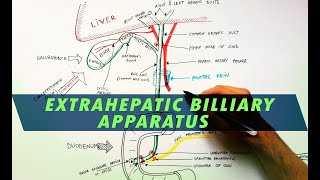 Extrahepatic Biliary Apparatus  Cystohepatic Triangle  Anatomy Tutorial [upl. by Annairol]