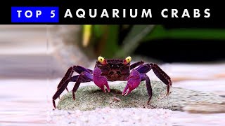 TOP 5 Aquarium Crabs  Knowing amp Caring [upl. by Okoy721]