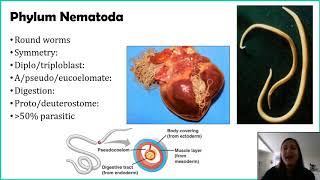 Phylum Nematoda [upl. by Rasla]