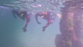 Snorkeling Port Noarlunga Marine Sanctuary [upl. by Rawdin]