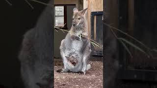 Marsupial Animal Kangaroo [upl. by Nhguavahs]