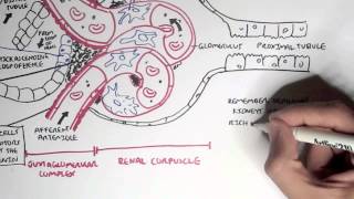 Nephrology  Kidney Physiology Overview [upl. by Macfadyn]