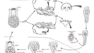 Marchantia Life Cycle [upl. by Kelcie]