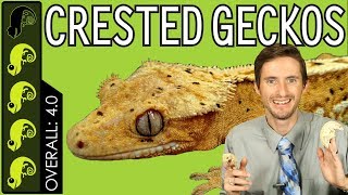 Crested Gecko The Best Pet Reptile [upl. by Quiteri]