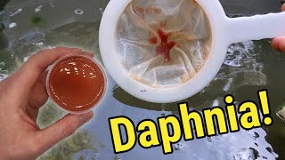 How I Culture Daphnia In Outdoor Tubs [upl. by Netsrejk870]