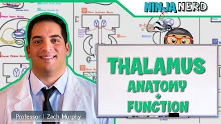 Neurology  Thalamus Anatomy amp Function [upl. by Boggers]