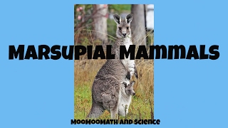 Marsupial mammals [upl. by Yenor]