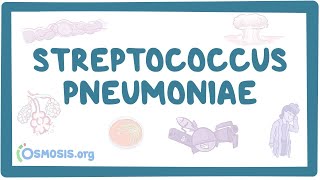 Streptococcus pneumoniae  an Osmosis Preview [upl. by Tasha]