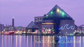 Baltimore National Aquarium Mini Tour [upl. by Aldredge]