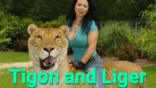 What is Liger What is Tigon Liger tigon crossbreeding animals Facts [upl. by Nahgen]