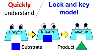 Lock and Key model [upl. by Ahtrim]