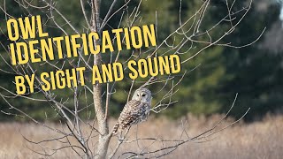 Owl Identification by sight and sound [upl. by Anirrak]