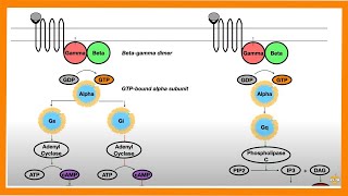 Signal Transduction Pathways GProtein Receptor Tyrosine Kinase cGMP [upl. by Crowley]