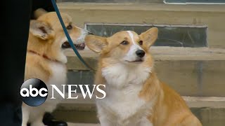 Queen Elizabeth II’s corgis and horse bid farewell  ABC News [upl. by Kisor]