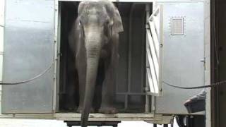 The Elephant Sanctuary  Neds Arrival [upl. by Aikyn716]