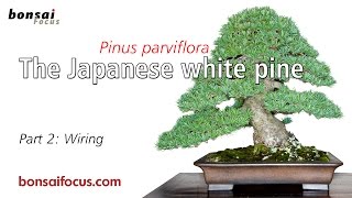 The Japanese white pine Part 2 Wiring [upl. by Nutter]