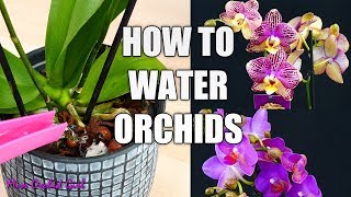 Orchid Care for Beginners  How to water Phalaenopsis Orchids [upl. by Allbee]