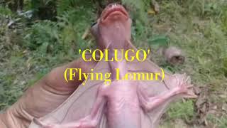 COLUGO [upl. by Sev]