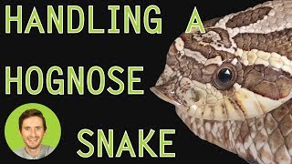 How to Handle a Hognose Snake [upl. by Levinson]