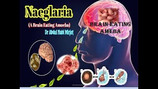Naegleria BrainEating Amoeba [upl. by Aicenaj]