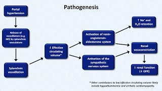 Hepatorenal Syndrome [upl. by Aisila]