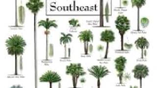 Palm Tree care Tips  facts deficiencies history [upl. by Brothers]