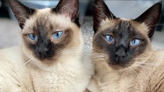 Siamese Cat Meowing  Siamese Cat Talking amp Playing [upl. by Ullyot]