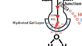 How a pH meter works [upl. by Acired]