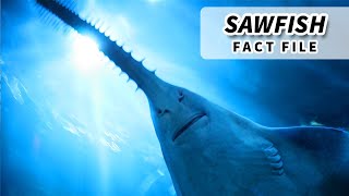 Sawfish Facts ENDANGERED FISH  Animal Fact Files [upl. by Derrek]