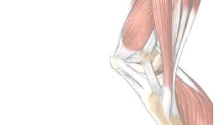 Tendons vs Ligaments  Whats the Difference [upl. by Shepherd]