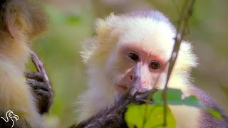 Monkeys Bond In The Most Awkward Way [upl. by Kenji]