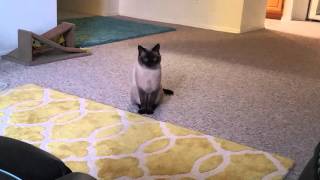 My Siamese Cat Talking to me [upl. by Nilrem]