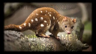 The Evolution of Monotremes and Marsupials 🦘 [upl. by Alyce]