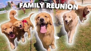 My Dog Has a Family Reunion Party [upl. by Ragucci417]