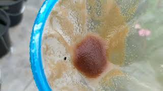 How to culture daphnia moina in a small container Part 1 English Subtitle [upl. by Nodnart]