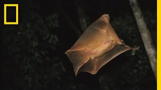 Its a Bird Its a Plane  Its a Colugo  Nat Geo Live [upl. by Filip]