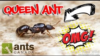 How to Catch A Queen Ant [upl. by Derinna976]