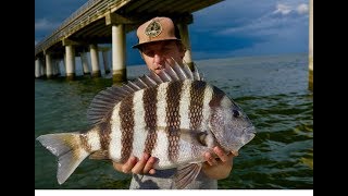 GIANT SHEEPSHEAD LOVE THIS BAIT EPIC SHEEPSHEAD FISHING with HOW TO and TIPS [upl. by Marcie]