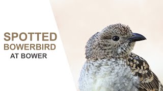 Australian Birds Spotted Bowerbird Attending Bower QueenslandAustralian Bird Media Nikon Z6 [upl. by Berner]