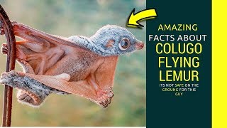 Colugo flying lemur Amazing facts about Giant colugo fats [upl. by Chandal508]