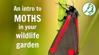 Moths in the wildlife garden  An introduction [upl. by Sainana]