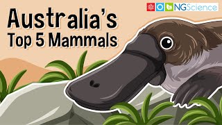 Australias Top 5 Mammals [upl. by Irtemed]