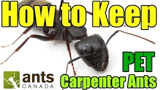 Carpenter Ants Camponotus  AntsCanada Tutorial [upl. by Jerrilyn]