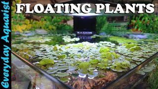 FLOATING PLANTS 6 Reasons You SHOULD ADD Them To Your Aquarium [upl. by Yerggoeg]