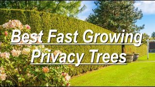 Best Fast Growing Privacy Trees [upl. by Stanly511]