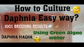 Daphnia MagnaHow to Culture Daphnia Easy wayCulturing Daphnia using Green water Daphnia [upl. by Pascale]