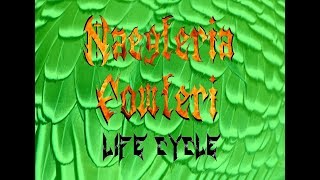 Naegleria Fowleri Life Cycle [upl. by Hallvard]